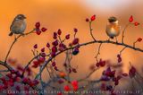 European Stonechat (Saxicola rubicola)