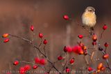 European Stonechat (Saxicola rubicola)