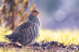 Italian Grey Partridge (Perdix perdix italica)