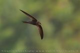 Plain Swift (Apus unicolor)