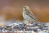 Meadow Pipit (Anthus pratensis)