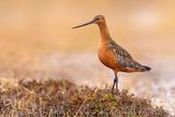 Bar-tailed Godwit (Limosa lapponica)