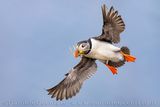 Atlantic Puffin (Fratercula arctica)