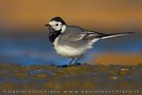 White Wagtail (Motacilla alba)