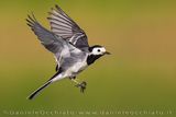 Pied Wagtail (Motacilla alba yarrellii)