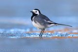 Pied Wagtail (Motacilla alba yarrellii)