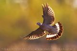 Common Woodpigeon (Columba palumbus)