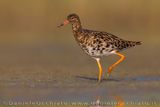 Ruff (Calidris puganx)