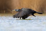 Great Cormorant (Phalacrocorax carbo sinensis)