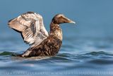 Common Eider (Somateria mollissima)