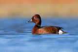 Ferruginous Duck (Aythya nyroca)