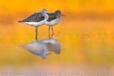 Greenshank (Tringa nebularia)