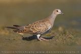 Turtle Dove (Streptopelia turtur)