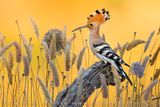 Eurasian Hoopoe (Upupa epops)