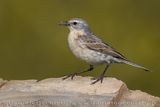Water Pipit (Anthus spinoletta)