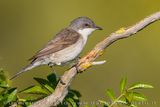 Lesser Whitethroat (Sylvia curruca)