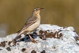 Tawny Pipit (Anthus campestris)