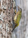 Levaillants Woodpecker (Picus vaillantii)