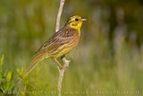 Yellowhammer (Emberiza citrinella)
