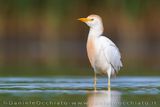 Airone guardabuoi; Cattle Egret; Bubulcus ibis