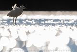 Airone guardabuoi; Cattle Egret; Bubulcus ibis