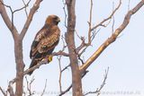 Aquila minore; Booted Eagle; Aquila pennata