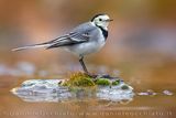 Ballerina bianca; White Wagtail; Motacilla alba