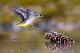 Grey Wagtail (Motacilla cinerea)