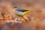 Ballerina gialla; Grey Wagtail; Motacilla cinerea