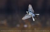 Ballerina nera; Pied Wagtail; Motacilla alba yarrellii