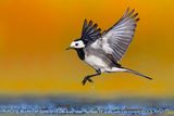 Pied Wagtail (Motacilla alba yarrellii)