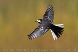 Pied Wagtail (Motacilla alba yarrellii)