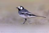  Pied Wagtail (Motacilla alba yarrellii)