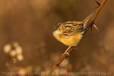 Beccamoschino; Zitting Cisticola; Cisticola juncidis