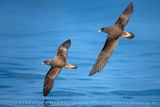 Scopolis Shearwater (Calonectris diomedea)