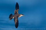 Berta minore mediterranea; Yelkouan Shearwater; Puffinus yelkouan