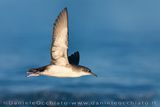 Berta minore mediterranea; Yelkouan Shearwater; Puffinus yelkouan