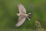 Tawny Pipit (Anthus campestris)