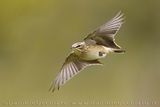 Tawny Pipit (Anthus campestris)