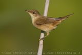 Cannaiola; Eurasian Reed Warbler; Acrocephalus scirpaceus
