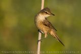 Cannareccione; Great Reed Warbler; Acrocephalus arundinaceus