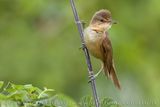Cannareccione; Great Reed Warbler; Acrocephalus arundinaceus