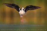 Cavaliere dItalia; Black-winged Stilt; Himantopus himantopus
