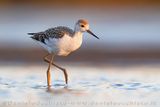 Cavaliere dItalia; Black-winged Stilt; Himantopus himantopus