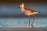 Cavaliere dItalia; Black-winged Stilt; Himantopus himantopus