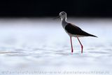 Cavaliere dItalia; Black-winged Stilt; Himantopus himantopus
