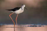 Cavaliere dItalia; Black-winged Stilt; Himantopus himantopus