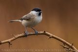 Marsh Tit (Poecile palustris)
