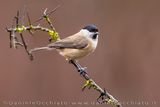 Marsh Tit (Poecile palustris)