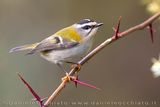 Fiorrancino; Firecrest; Regulus ignicapipllus